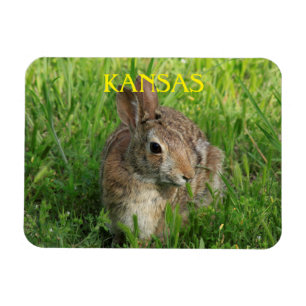 Imán Kansas Bunny Rabbit