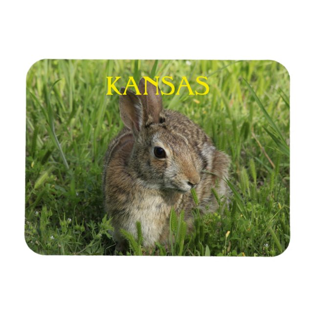 Imán Kansas Bunny Rabbit (Horizontal)