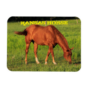 Imán Kansas Horse Square Magnet