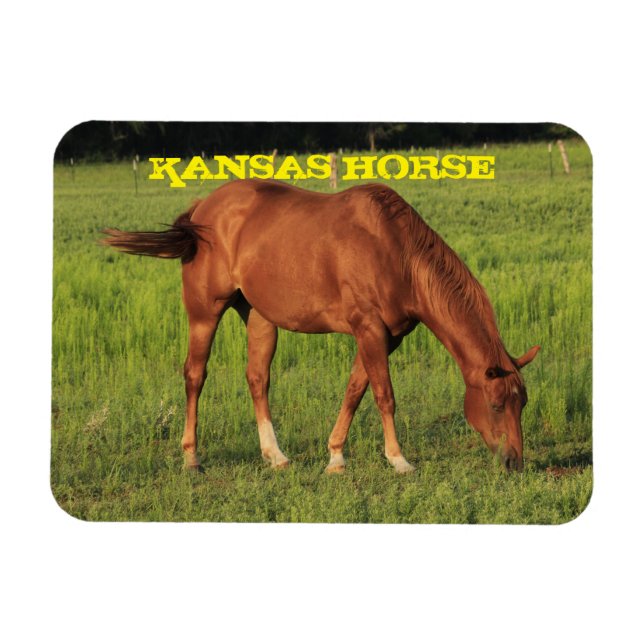 Imán Kansas Horse Square Magnet (Horizontal)