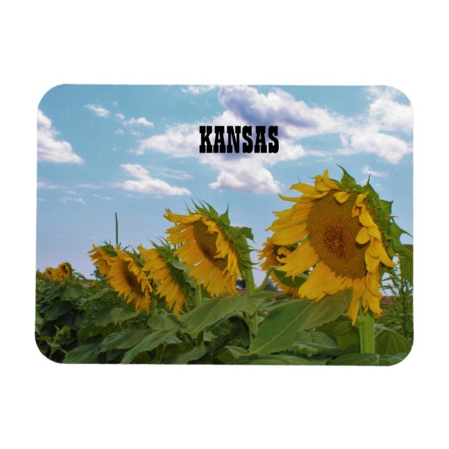 Imán Kansas Sunflowers (Horizontal)