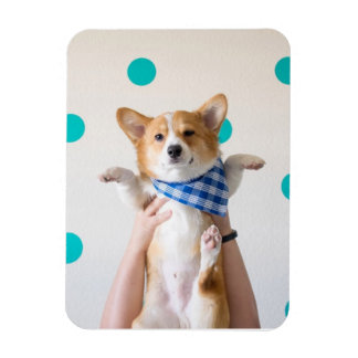 Imán karate corgi imnet