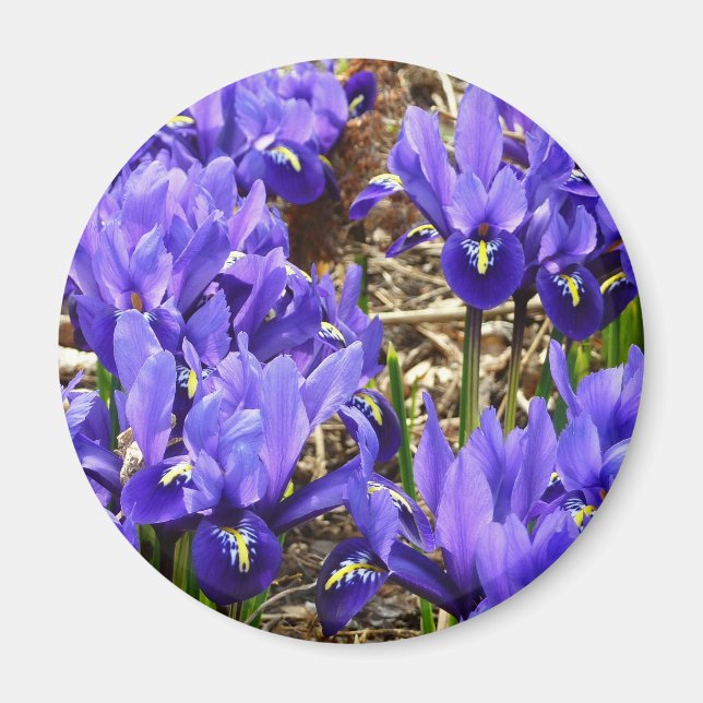 Imán Katherine Hodgkin Iris Purple Spring Floral (Frente)