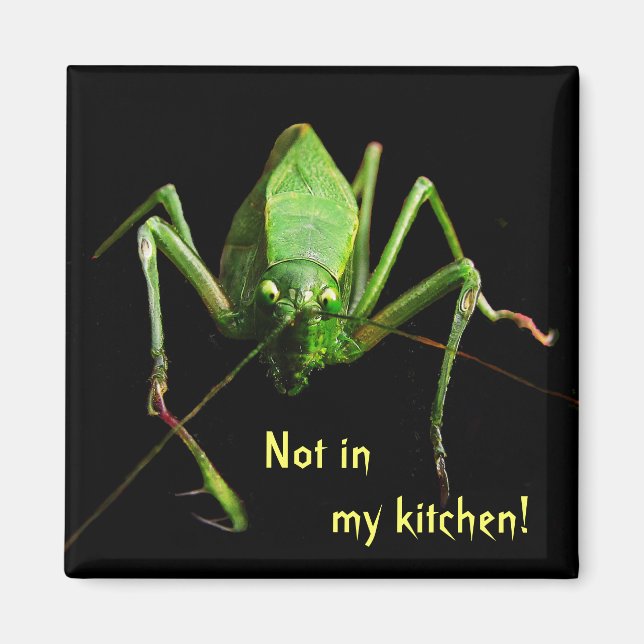 Imán Katydid en la cocina (Frente)