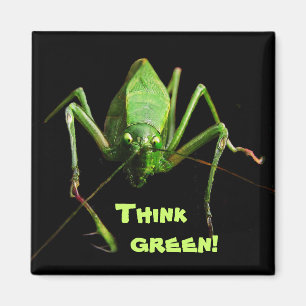 Imán Katydid piensa verde