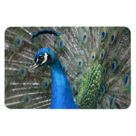 Imán Kauai Peacock Feathers