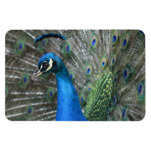 Imán Kauai Peacock Feathers
