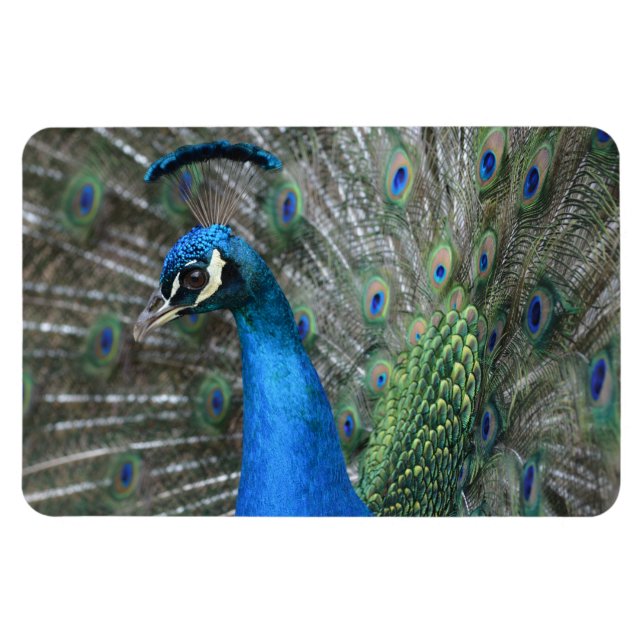 Imán Kauai Peacock Feathers (Horizontal)