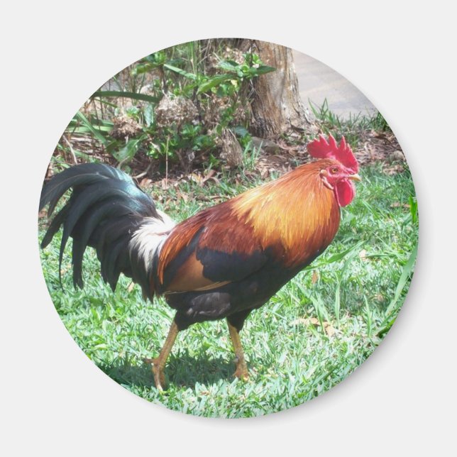 Imán Kauai Rooster Magnet (Frente)