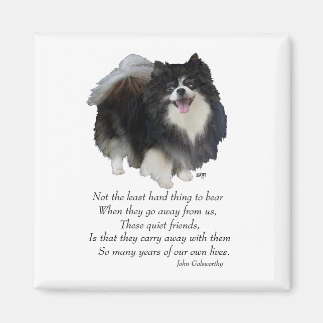 Imán Keepsake de Pomerania negra (Frente)