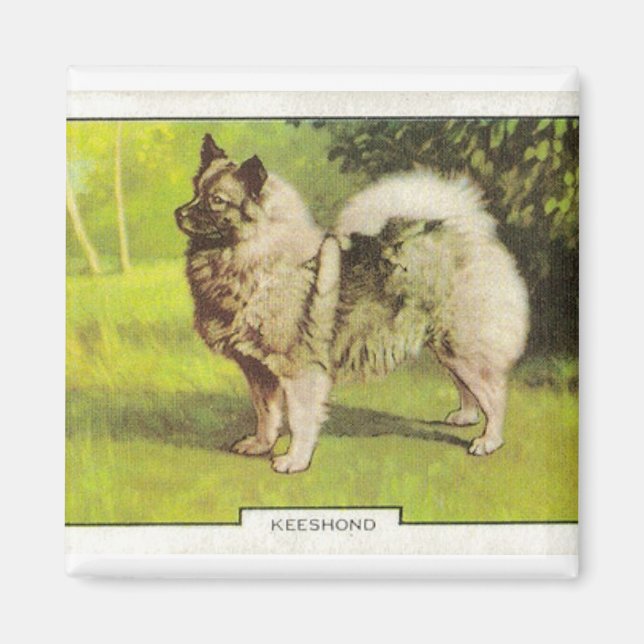 Imán Keeshond (Frente)