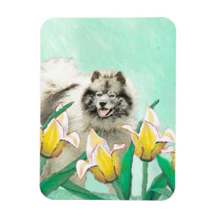 Imán Keeshond en tulipanes pintando arte original del p
