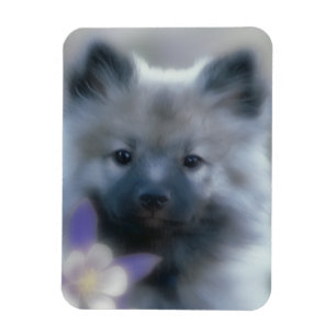 Imán Keeshond y Columbine - Fotografía de perro