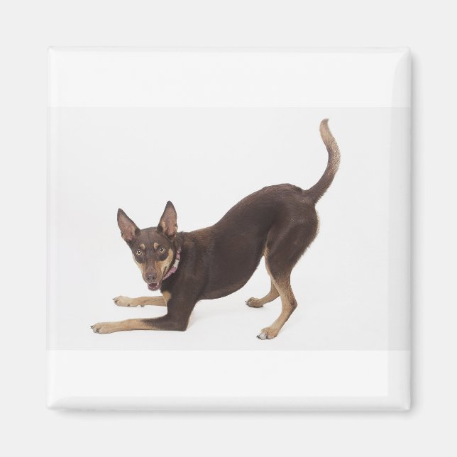 Imán Kelpie australiano (Frente)
