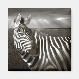 Imán Kenia. Blanco y negro de cebra y llanura.