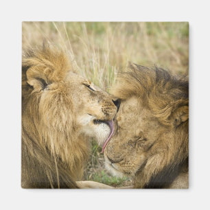 Imán Kenia, Masai Mara