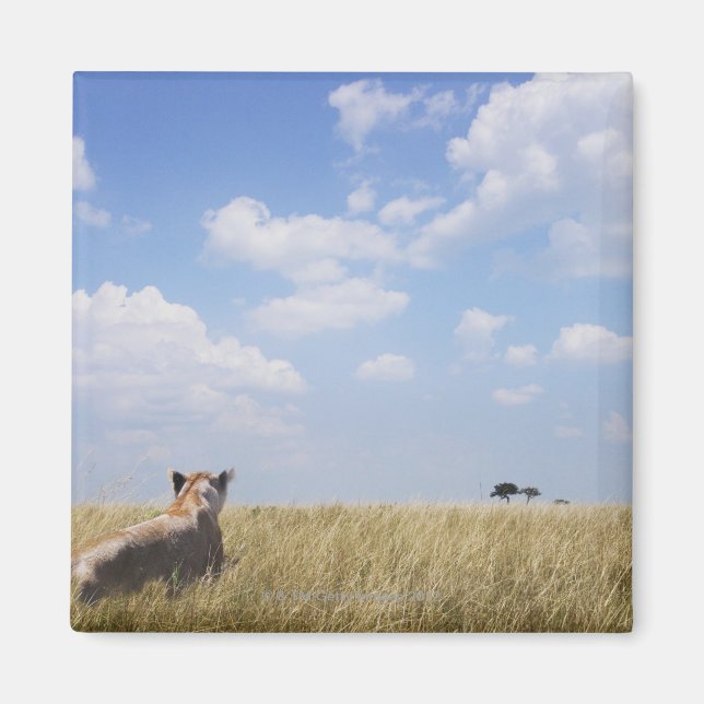 Imán Kenia, Masai Mara (Frente)