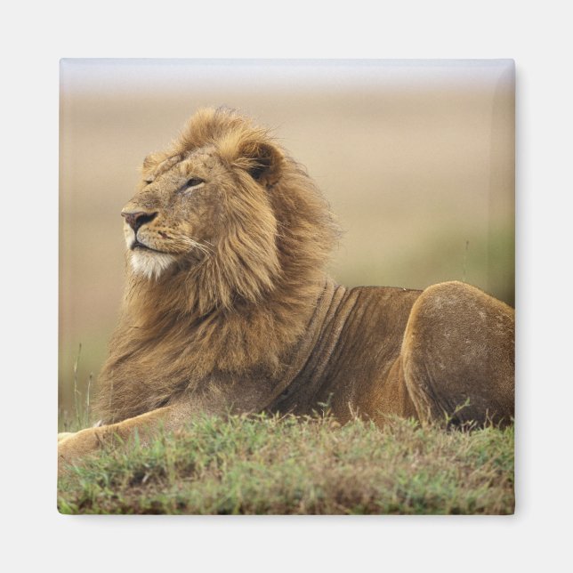 Imán Kenia, Masai Mara | León macho (Frente)