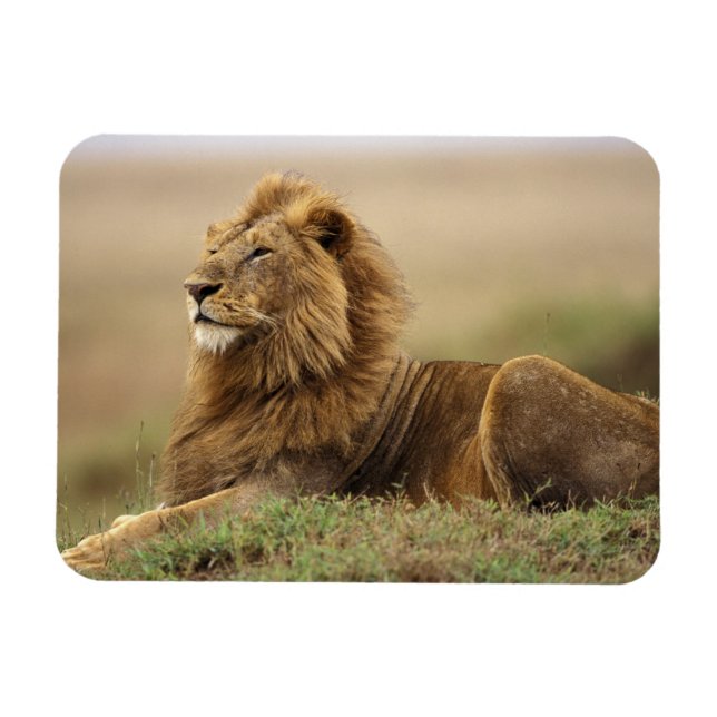 Imán Kenia, Masai Mara | León masculino (Horizontal)