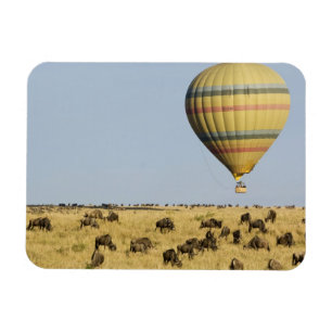 Imán Kenia, Masai Mara. Turistas montan globo aerostát