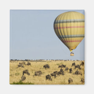 Imán Kenia, Masai Mara. Turistas montan globo aerostát