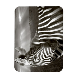 Imán Kenia. Negro y blanco de cebra y liso.