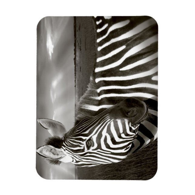Imán Kenia. Negro y blanco de cebra y liso. (Vertical)