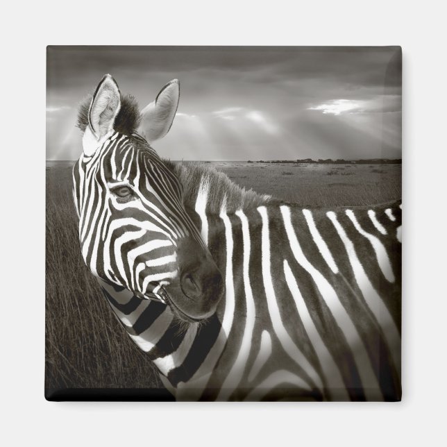 Imán Kenia. Negro y blanco de cebra y liso. (Frente)