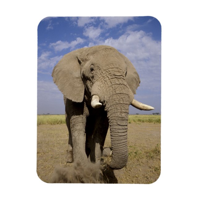 Imán Kenia: Parque Nacional Amboseli, elefante macho (Vertical)