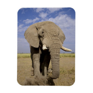Imán Kenia: Parque Nacional Amboseli, elefante masculin