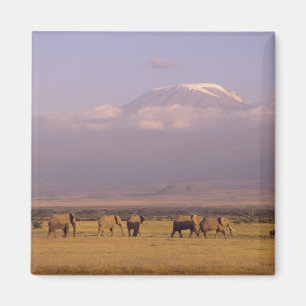 Imán Kenia: Parque Nacional Amboseli, Elefantes