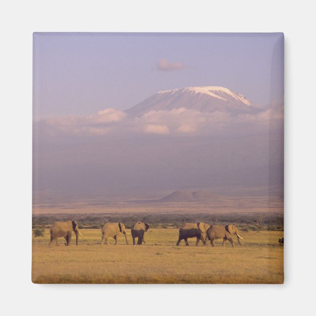Imán Kenia: Parque Nacional Amboseli, Elefantes (Frente)