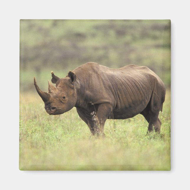 Imán Kenia, Parque Nacional Nairobi. Rinocerontes negro (Frente)
