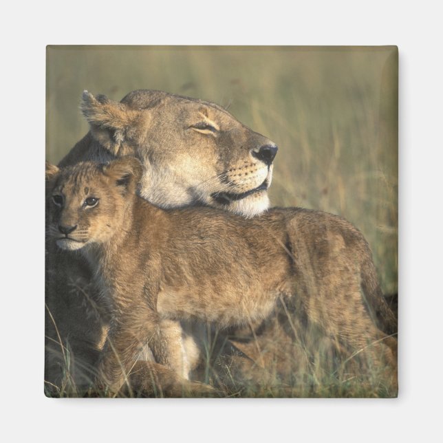 Imán Kenia, Reserva de caza Masai Mara, Leona (Frente)