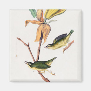 Imán Kentucky Fly-Catching Warbler Birds Ilustracion