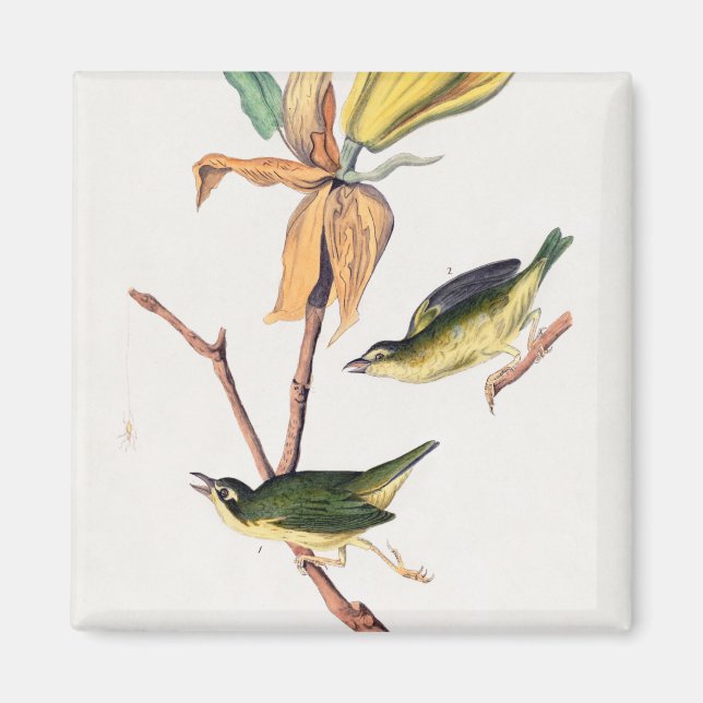 Imán Kentucky Fly-Catching Warbler Birds Ilustracion (Frente)