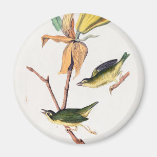 Imán Kentucky Fly-Catching Warbler Birds Ilustracion