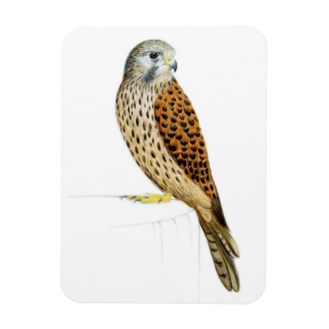 Imán Kestrel 2011 (Vertical)