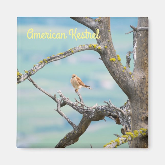 Imán Kestrel americano (Frente)