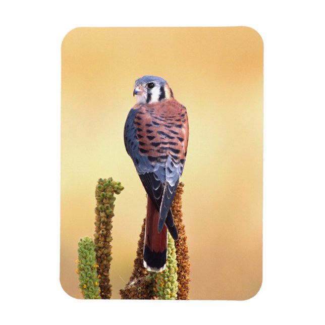 Imán Kestrel, Falco sparverius, nativo de Estados Unido (Vertical)