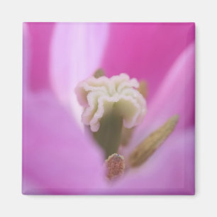 Imán Keukenhof Gardens, Holanda, se especializa en 3