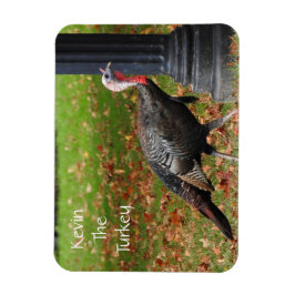Imán Kevin The Turkey - Old Wethersfield , CT