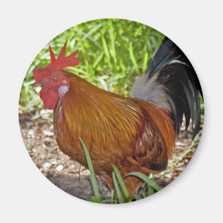 Imán Key West Rooster