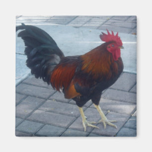Imán Key West Rooster