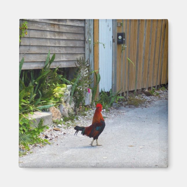 Imán Key West Rooster Magnet (Frente)