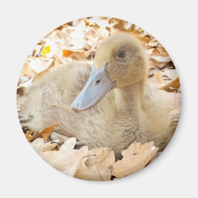 Imán Khaki Campbell Duckling Refrigerator Magnet (Frente)