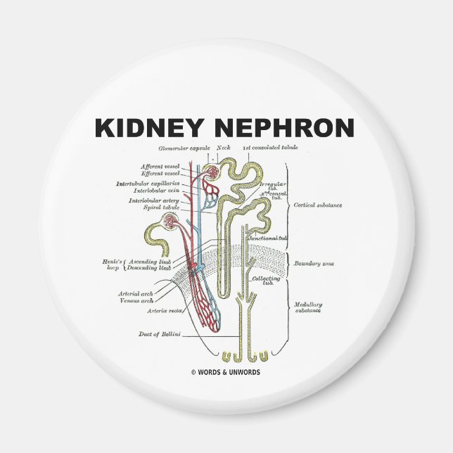 Imán Kidney Nephron (Frente)
