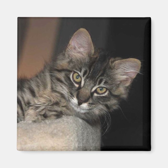Imán Kimber Chillin' Kitten Magnet (Frente)