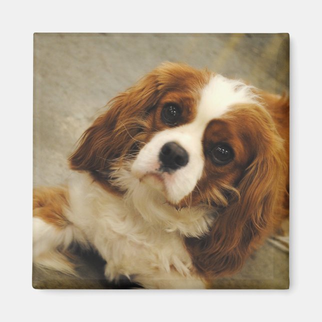 Imán King Charles Cavalier Spaniel Magnet (Frente)