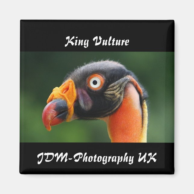 Imán King Vulture (Frente)